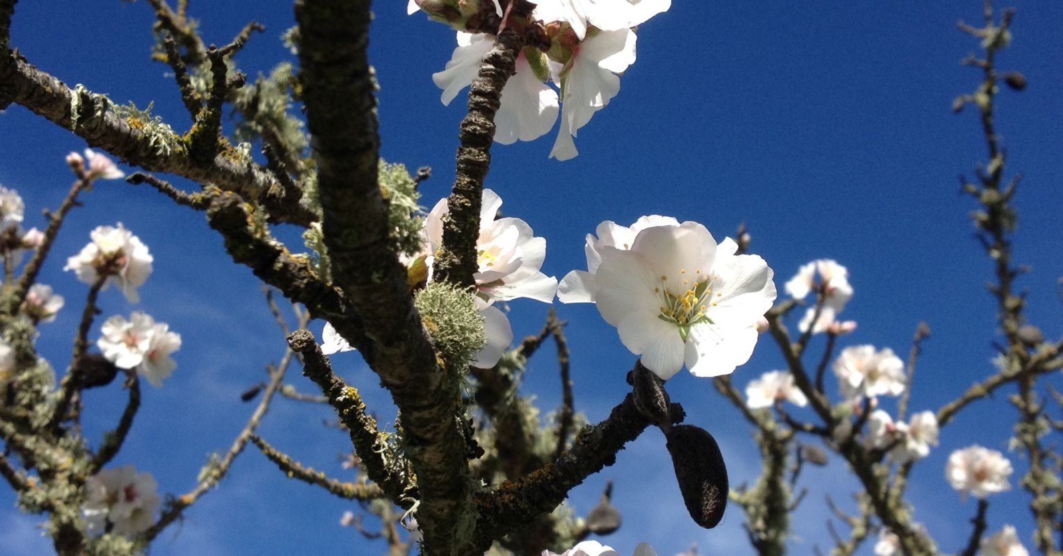 The Japanese Art of Acceptance Shikata ga nai Psychology Today Singapore